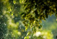 일상 속 웰니스, 새로운 라이프스타일로 자리잡다 selective focus photo of green vine