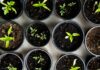 일상 속으로 스며드는 웰니스 문화, 건강한 변화의 바람 green leafed seedlings on black plastic pots