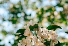 “뇌건강, 일상의 작은 변화로 키운다…새로운 습관이 열쇠” Sunlit white apple blossoms against a blurred green background.