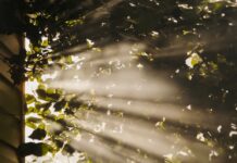 만성피로, 생활습관의 작은 변화에서 해답 찾다 sun rays coming through trees